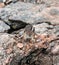 A Chipmunk plays among the rocks in the Rocky Mountains