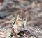 A Chipmunk plays among the rocks in the Rocky Mountains