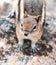 A Chipmunk plays among the rocks in the Rocky Mountains