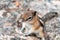 A Chipmunk plays among the rocks in the Rocky Mountains