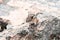 A Chipmunk plays among the rocks in the Rocky Mountains