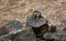 Chipmunk Posing on Lava Rocks