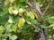 The chipmunk reaches for the apple. Against the background of green leaves.