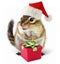 Chipmunk in red Santa Claus hat with gift box