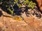 Chipmunk Resting on Desert Rocks