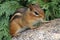 Chipmunk on a rock