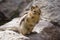 Chipmunk on a rock