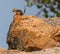 Chipmunk on a rock