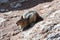 Chipmunk on rock near Gibbon Falls in Yellowstone National Park in Wyoming USA