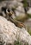 Chipmunk on rock stretching