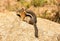 Chipmunk in Rocky Mountain National Park, Colorado