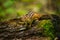 Chipmunk on rotted tree