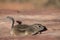 Chipmunk running across the desert
