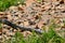 Chipmunk scurrying amongst red rock along hiking trail at Waterton Lakes National Park