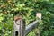 Chipmunk Sits on a Fence Post