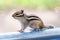 Chipmunk sits on a gray pipe. Small brown wild animal with stripes on the back