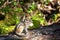 Chipmunk sits on a log. Summer. Russia, Buryatia