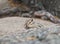 Chipmunk sits on a rock and looks surprised