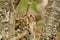 A chipmunk sits on a stump as it eyes the camera.