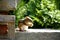 Chipmunk sitting on a stone wall eating