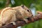 Chipmunk sitting on tree branch