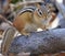 Chipmunk sitting on a tree trunk in the forest