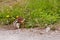 Chipmunk sniffing flower