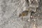 Chipmunk squirrel in grand prismatic spring Basin in Yellowstone National Park