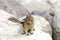 Chipmunk squirrel on the shores of Lake Louise