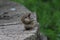 Chipmunk Standing on Bricks Eating Seeds