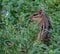 Chipmunk Standing in the Grass