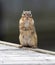 Chipmunk standing on hind legs