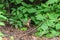 Chipmunk standing looking out for food