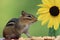 Chipmunk standing next to sunflower