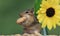 Chipmunk standing next to sunflower stuffing a peanut in his cheek