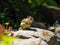 Chipmunk standing on a rock in the garden and looking at camera. Made with Generative AI
