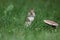 Chipmunk Stands up Tall in the Lawn in Fall near a toadstool