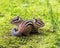 Chipmunk Stock Photos.  Chipmunk couple animal close-up profile view.