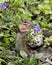 Chipmunk stock photos. Close-up profile view playing and smelling a flower in a rock garden. Picture. Portrait. Image.