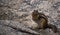 Chipmunk on a stone surface.