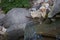 Chipmunk takes a drink from a backyard waterfall