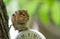 Chipmunk (Tamias), sits up, on top of an outdoor thermometer.