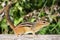 Chipmunk (Tamias striatus)