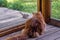 Chipmunk taunts a furry cat