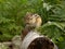 Chipmunk on tree trunk