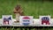 Chipmunk VOTE booth election concept choose party eats peanuts for votes