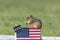 Chipmunk VOTE booth election concept with USA flag peanuts for votes