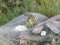 A Chipmunk who came for food to the Holy place where offerings are left in the Eastern Sayans