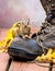 Chipmunk on a worn out boot