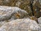 Chipmunks on rocks, North America